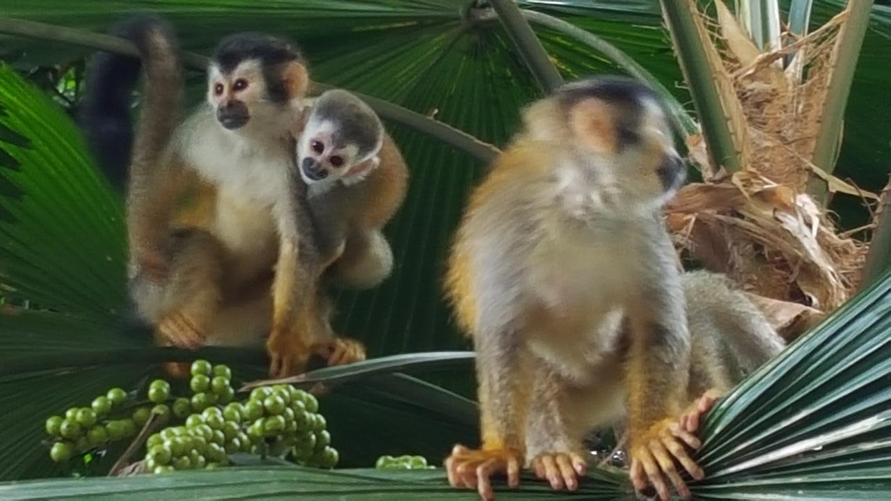 La Posada Jungle Hotel Manuel Antonio Exteriör bild